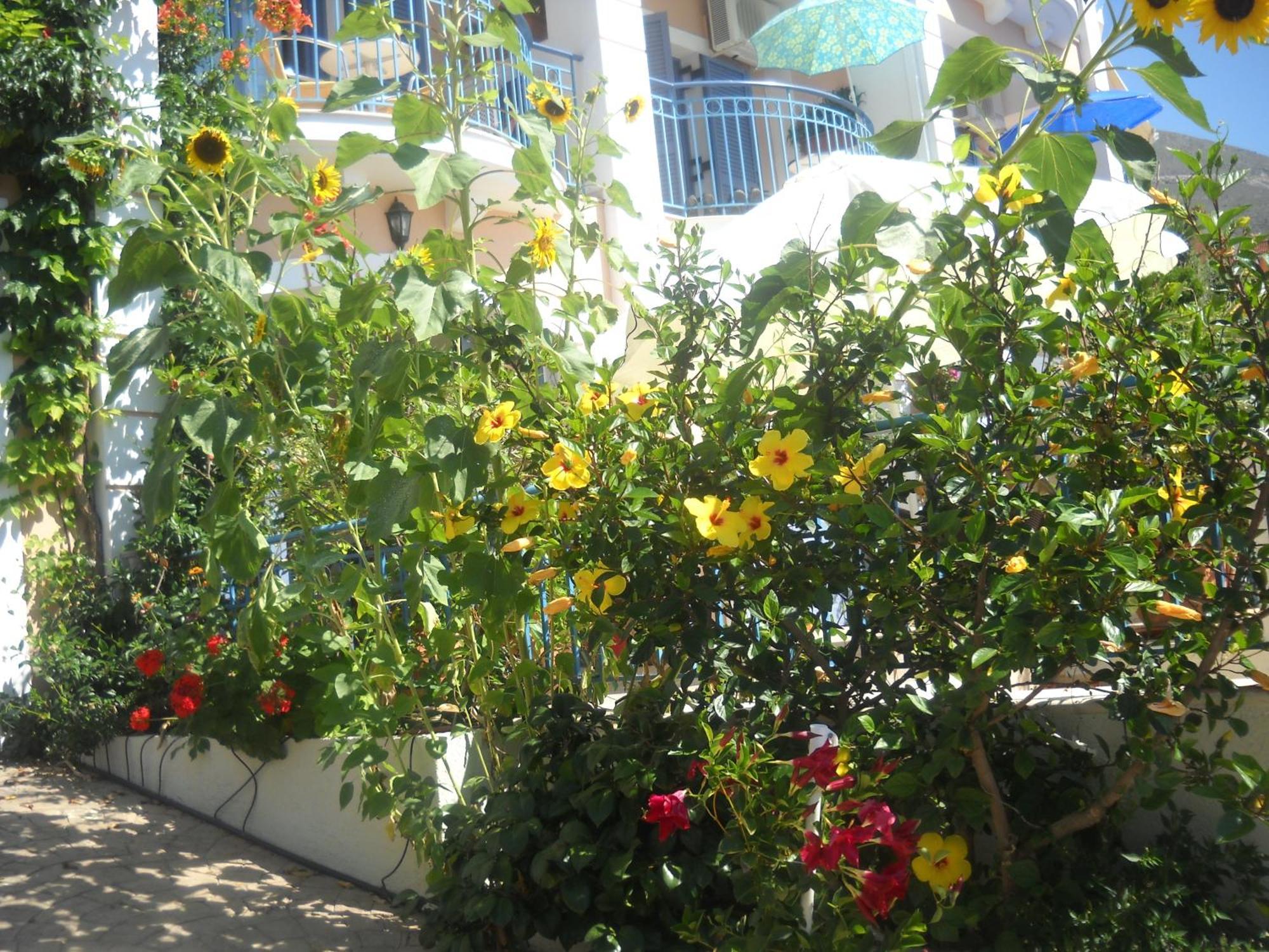 Olive Bay Hotel Agia Efimia Eksteriør billede